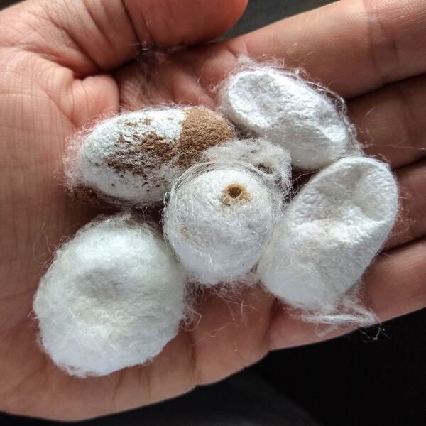 výroba hedvábí, surové hedvábí, poškozené a hedvábné kokony