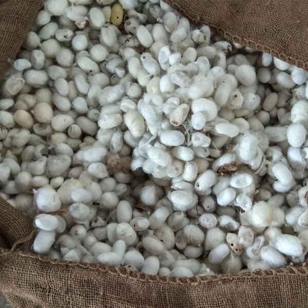 výroba hedvábí, surové hedvábí, Poškozené hedvábné kokony