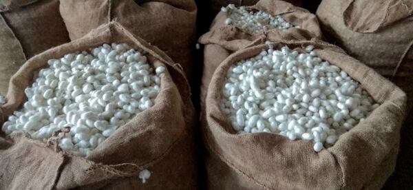 výroba hedvábí, surové hedvábí, hedvábné kokony