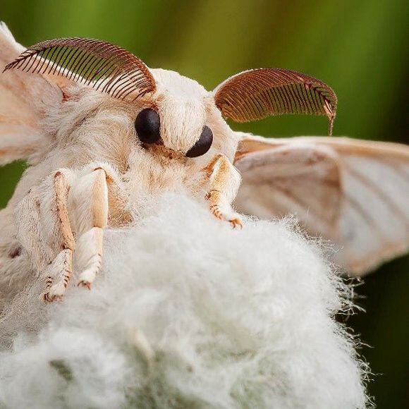 motýl - bourec morušový - přírodní hedvábí