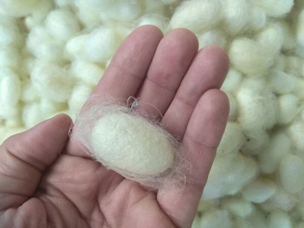 sněhobílé kokony patří bourci morušovému, žluté kokony patří jinému druhu šlechtěného bource