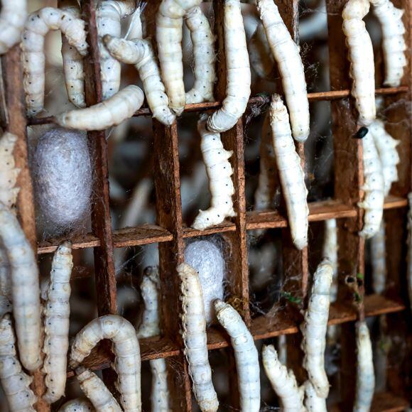 housenka - bourec morušový - přírodní hedvábí