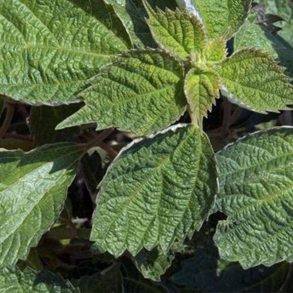 ramie rostlina pro výrobu látek je podobná kopřivě