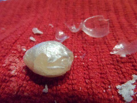 jak poznat pravé perly