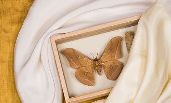 Jak poznat, že je kupované hedvábí skutečně přírodní?