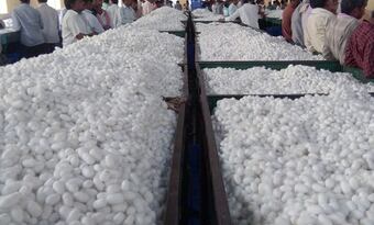 Hedvábný Wall Street