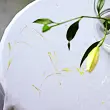 Japońska bawełna organiczna GUNSEI, podwójna gaza, jasnoniebieska